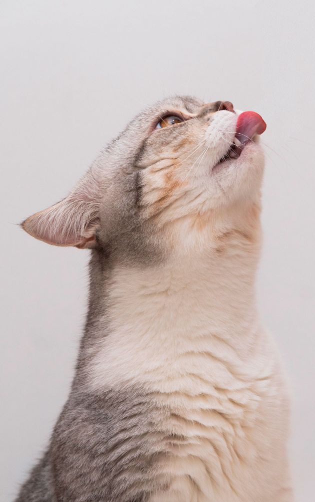piensos para gatos